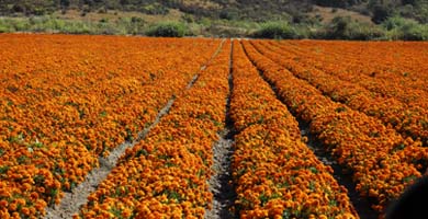 Agriculture