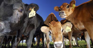 Cows