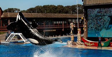 Shamu